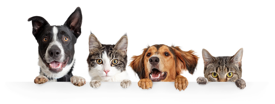 kit mascota aspirador sin cable rowenta